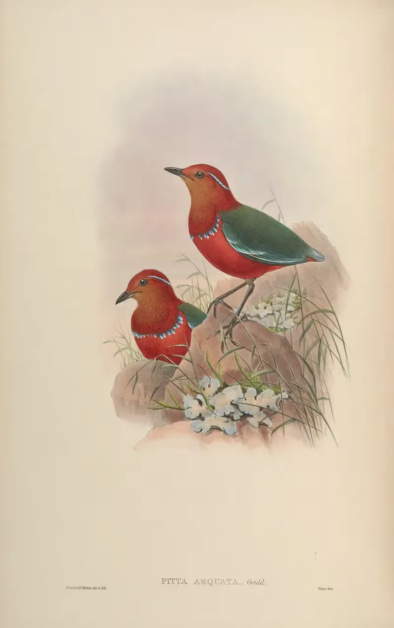 Necklaced Pitta (Pitta arquata) by John Gould, 1850-1883 — digital art print download