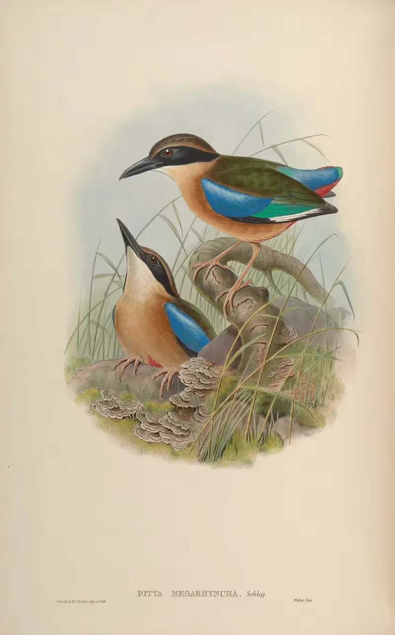 Large-billed Pitta (Pitta megarhyncha) — John Gould