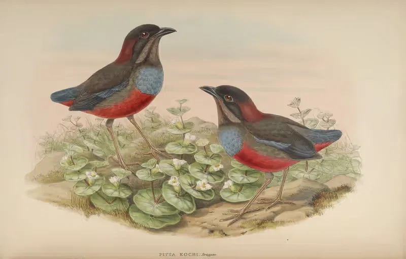 Koch's Pitta (Pitta Kochi) — John Gould
