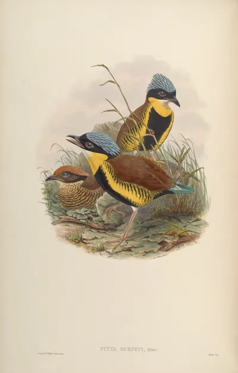 Gurney's Pitta (Pitta Gurneyi) — John Gould