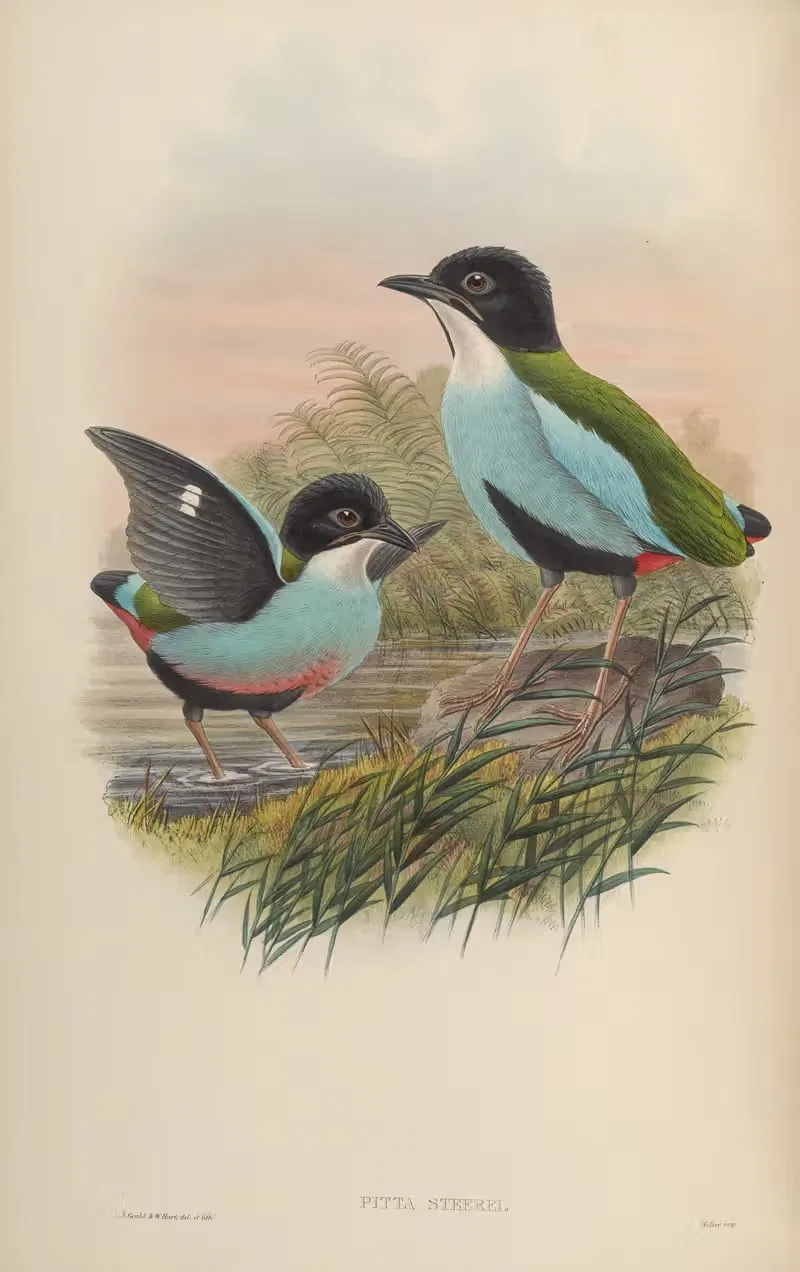 Steere's Pitta (Pitta Steerii) by John Gould, 1850-1883 — digital art print download