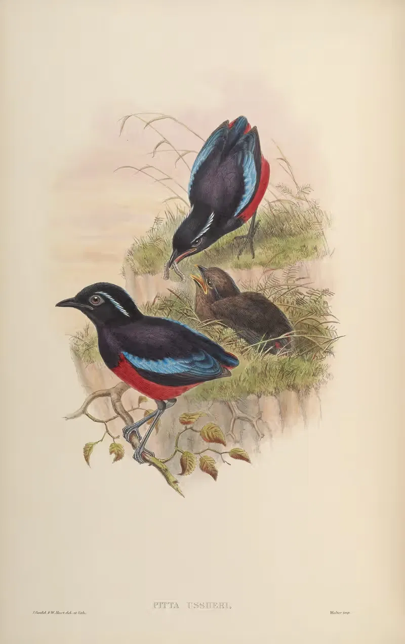 Ussher's Pitta (Pitta Ussheri) by John Gould, 1850-1883 — digital art print download