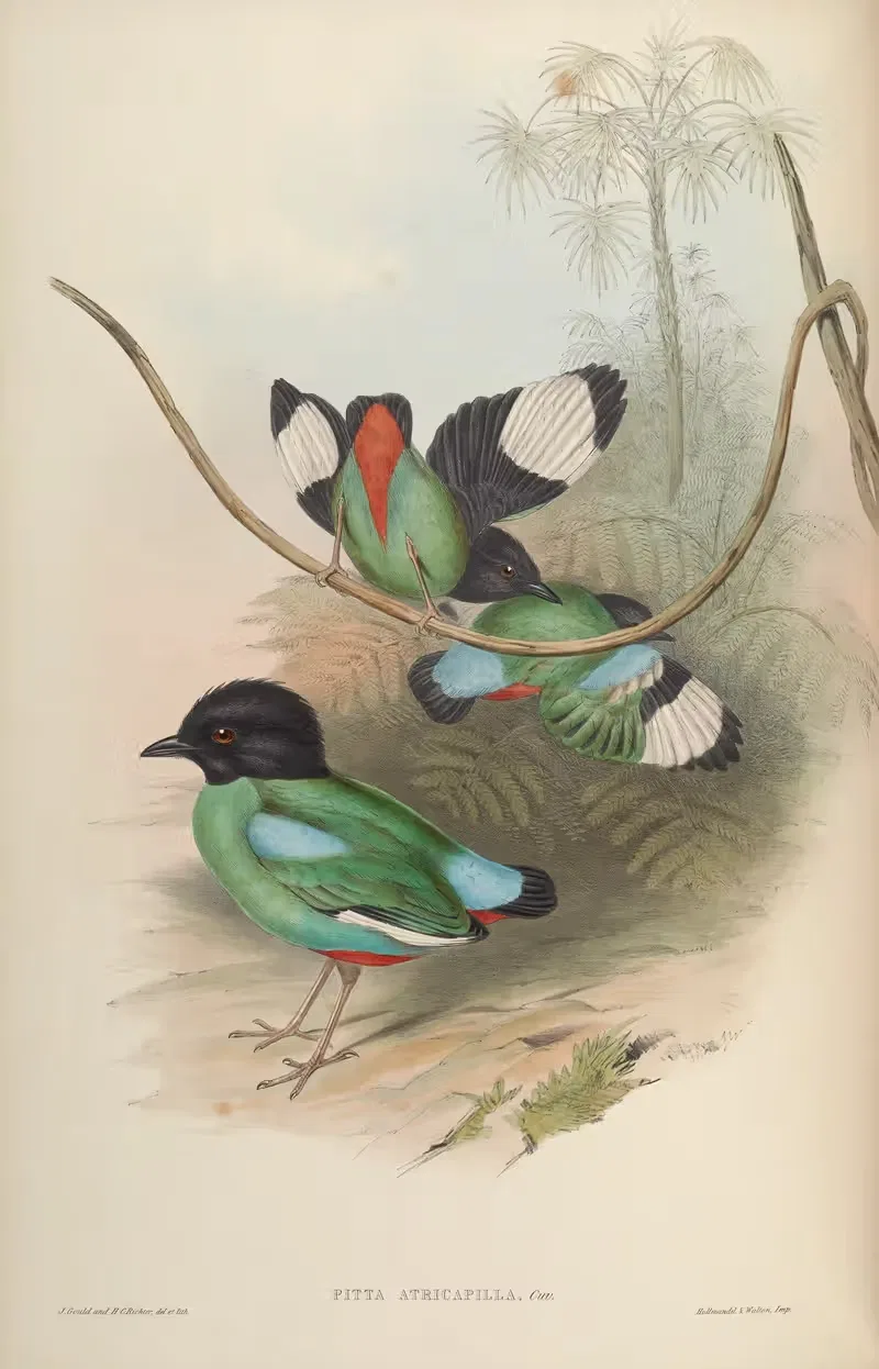 Black-headed Pitta (Pitta atricapilla) — John Gould