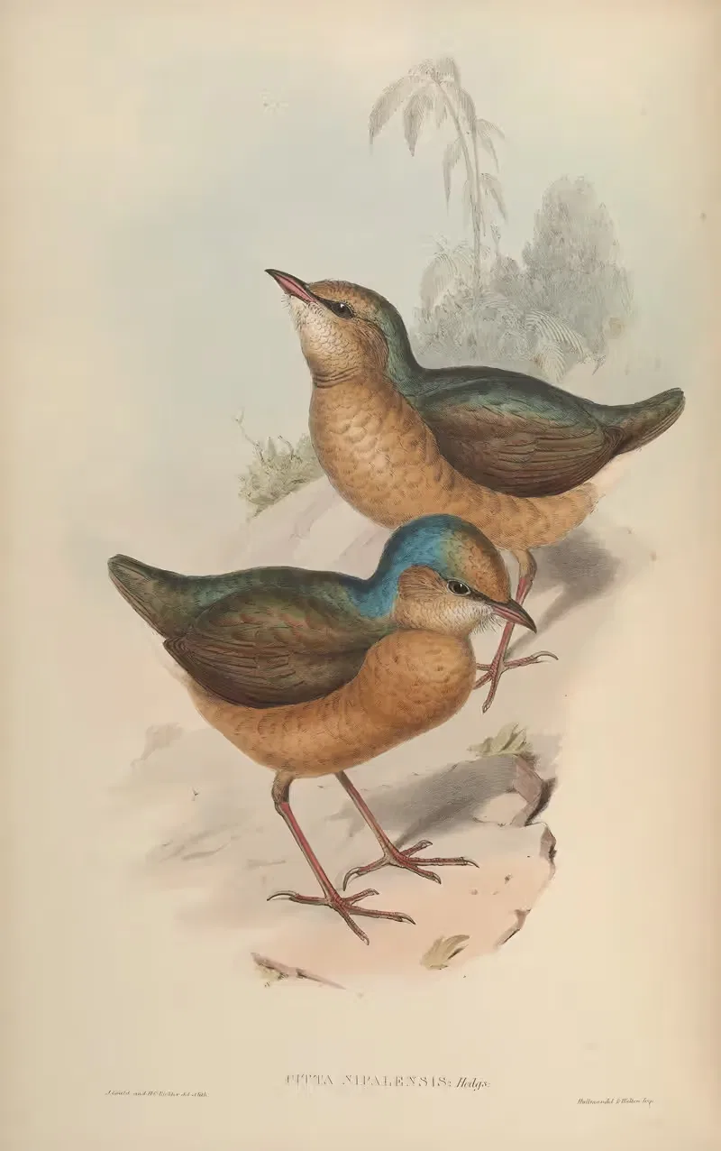 Nepaul Pitta (Pitta Nipalensis) — John Gould