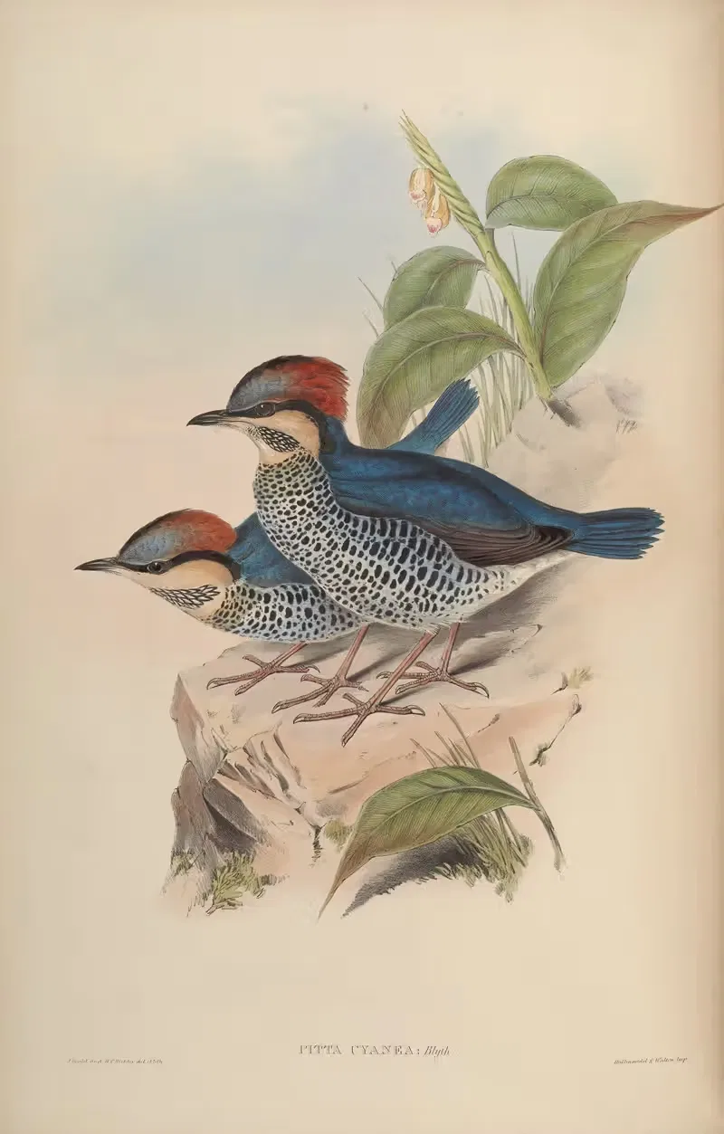 Blue Pitta (Pitta cyanea) by John Gould, 1850-1883 — digital art print download