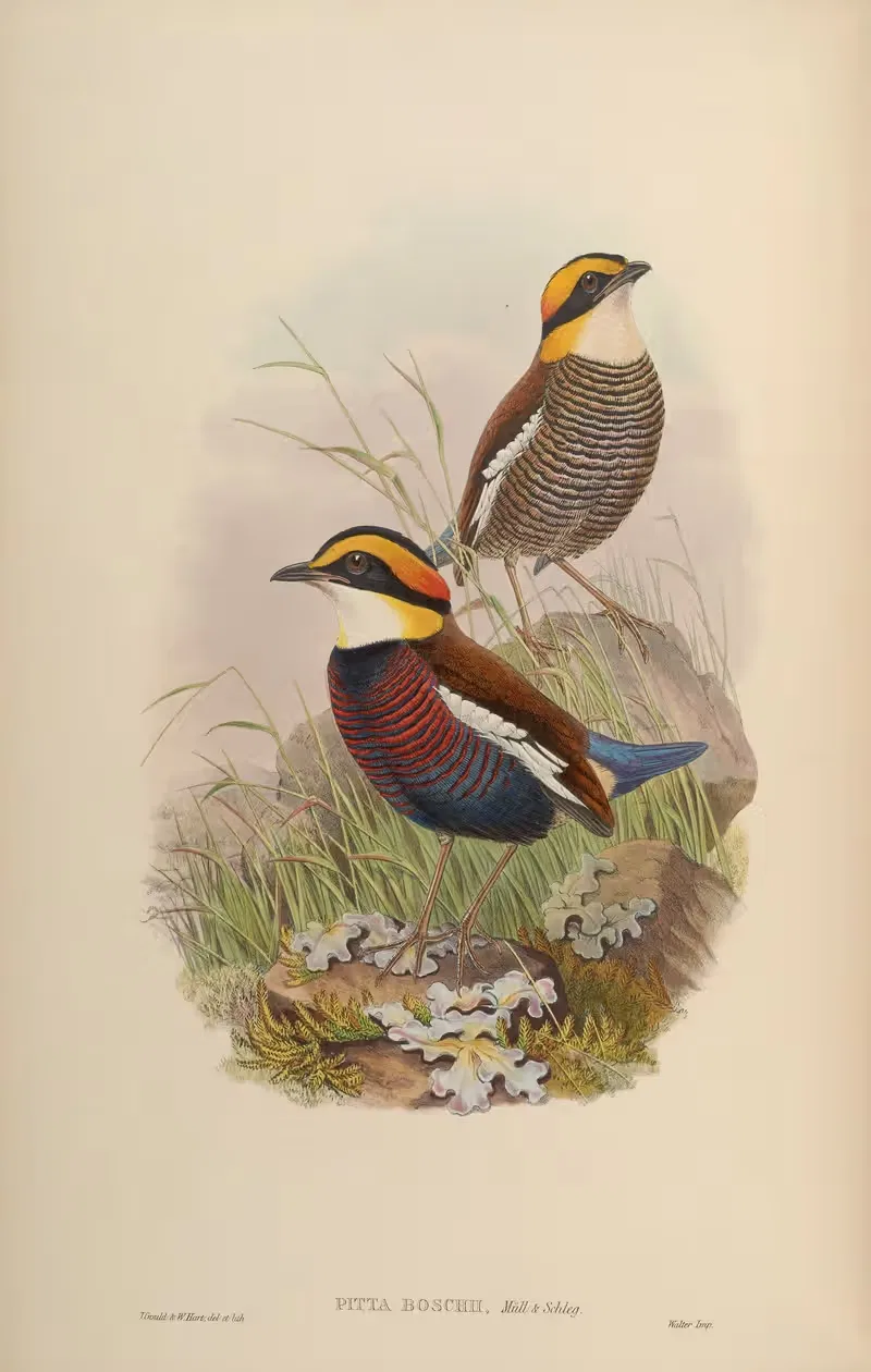Van der Bosch's Pitta (Pitta Boschii) — John Gould