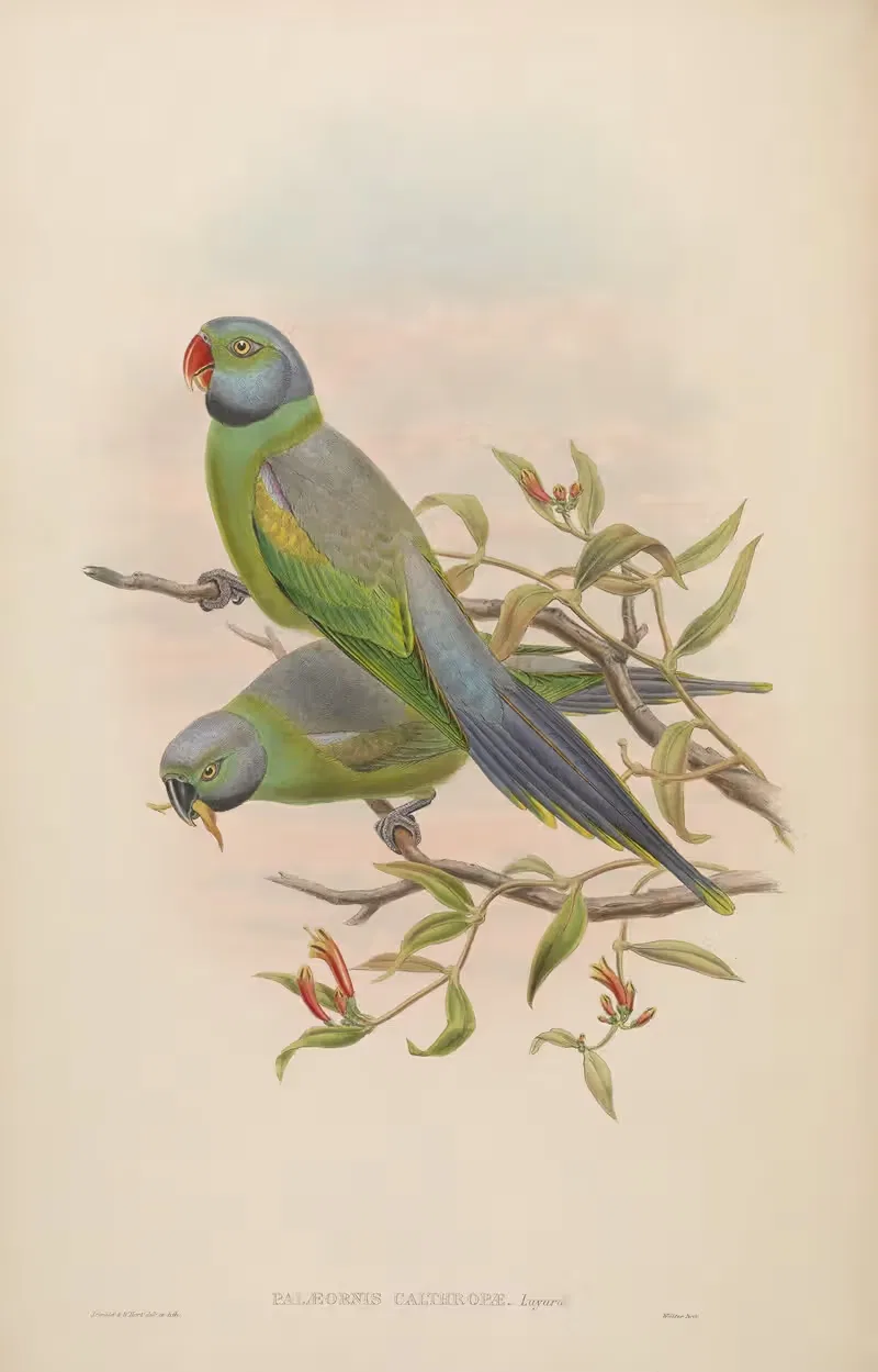 Mrs Layard’s Parrakeet (Palaeornis Calthropae) by John Gould, 1850-1883 — digital art print download