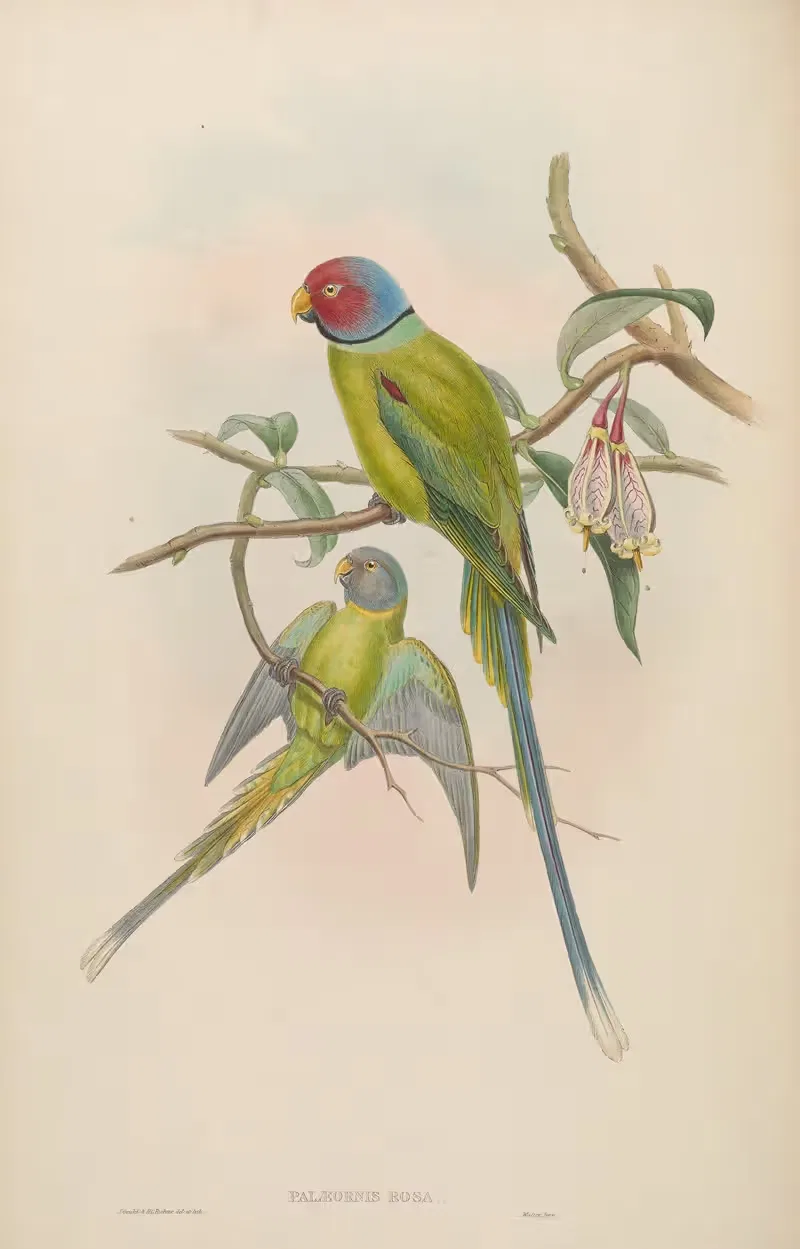 Blossom-headed Parrakeet (Palaeornis rosa) — John Gould