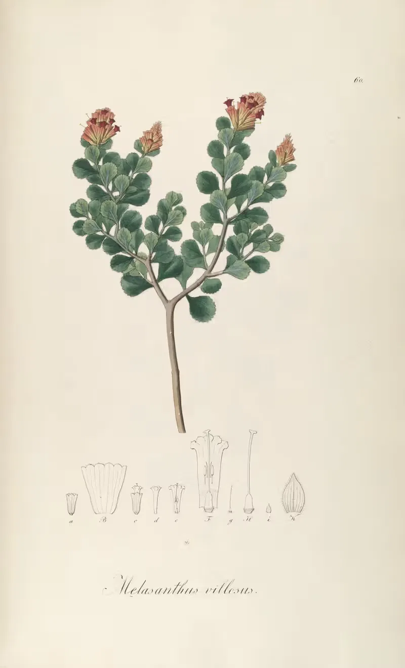 Melasanthus villosus by Johann Baptist Emanuel Pohl, 1827 — digital art print download