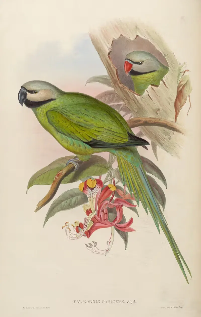 Grey-headed Parrakeet (Palaeornis caniceps) by John Gould, 1850-1883 — digital art print download