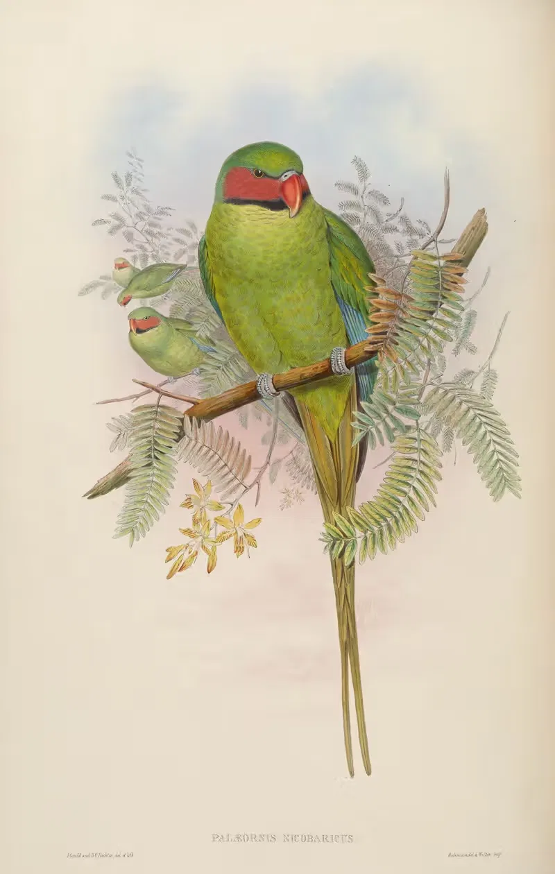 Nicobar Parrakeet (Palaeornis Nicobaricus) by John Gould, 1850-1883 — digital art print download