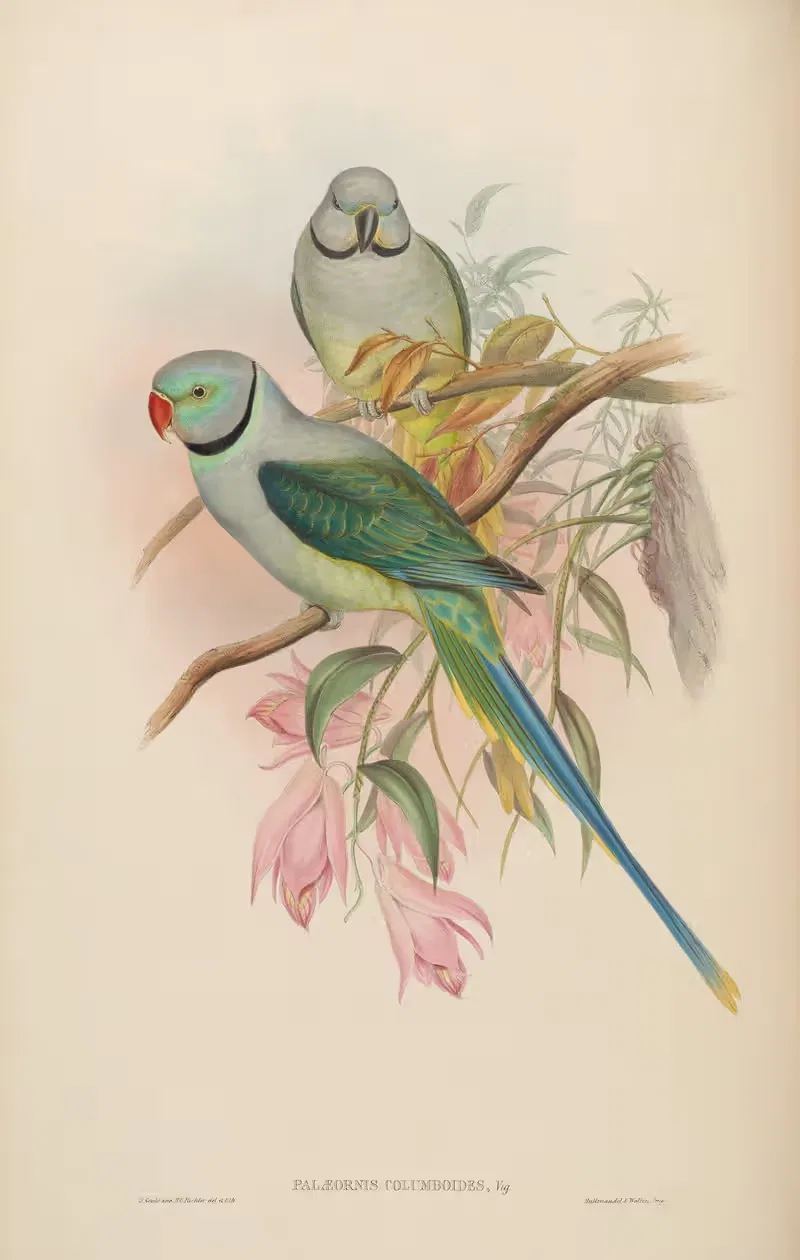 Blue-winged Parrakeet (Palaeornis Columboides) — John Gould