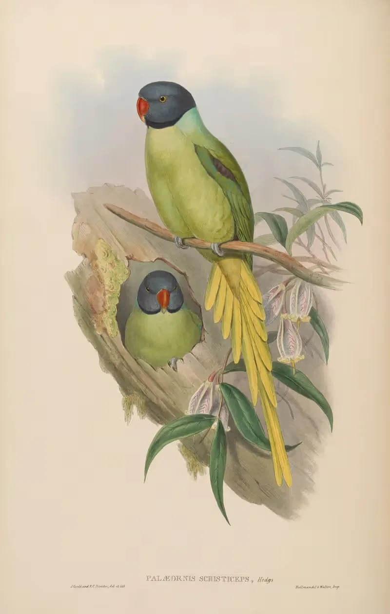 Slaty-headed Parrakeet (Palaeornis schisticeps) — John Gould