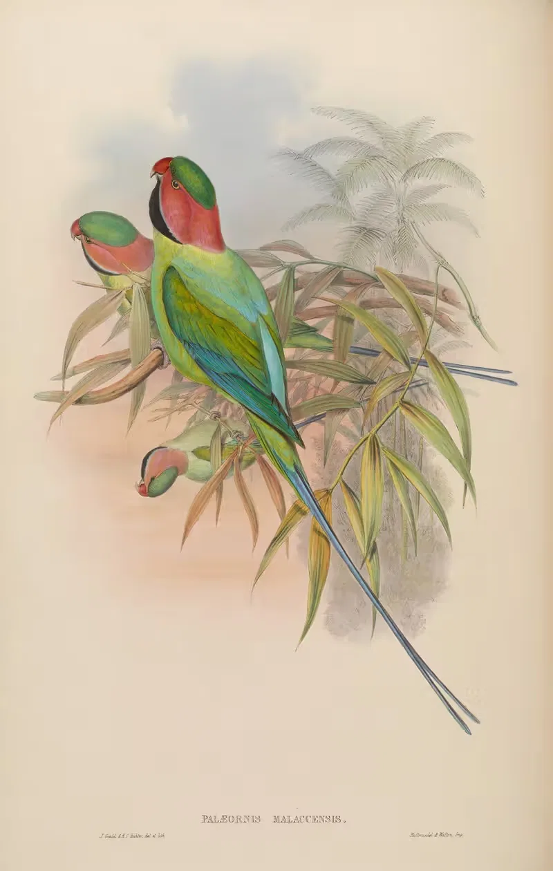 Malacca Parrakeet (Palaeornis Malaccensis) — John Gould