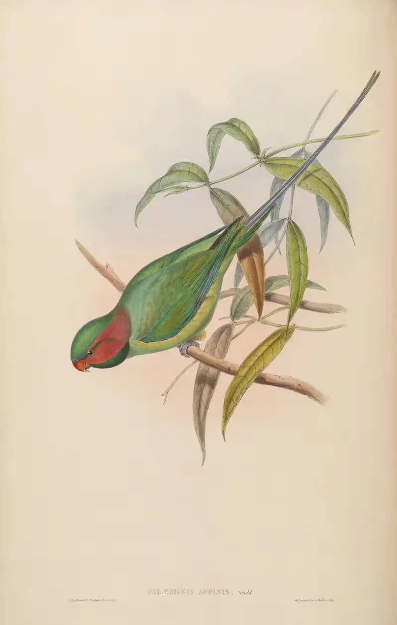 Allied Parrakeet (Palaeornis affinis) by John Gould, 1850-1883 — digital art print download