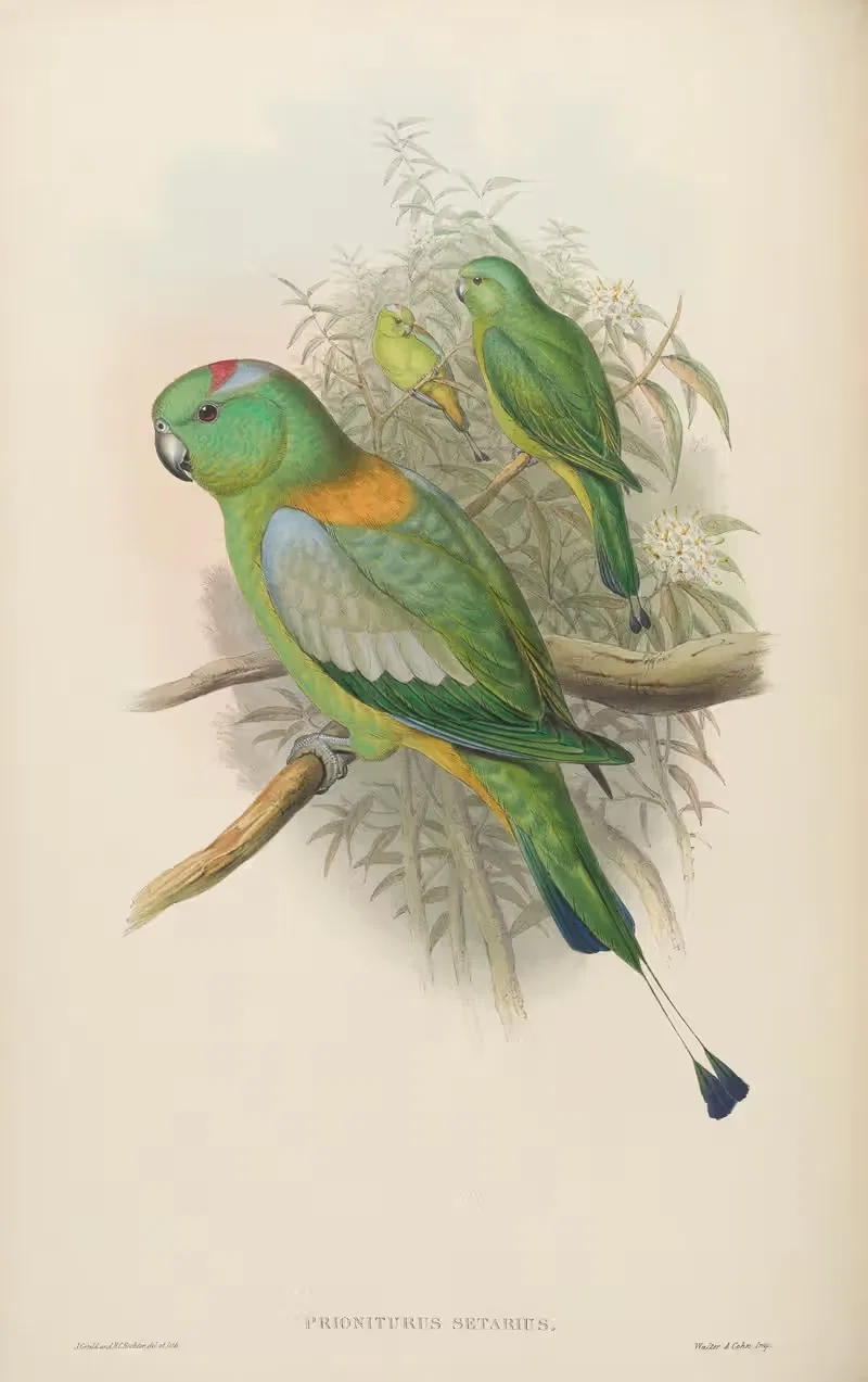 Racket-tailed Parrot (Prioniturus setarius) by John Gould, 1850-1883 — digital art print download