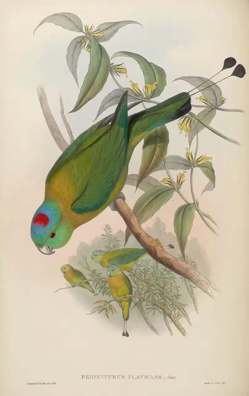 Great Racket-tailed Parrot (Prioniturus flavicans) by John Gould, 1850-1883 — digital art print download