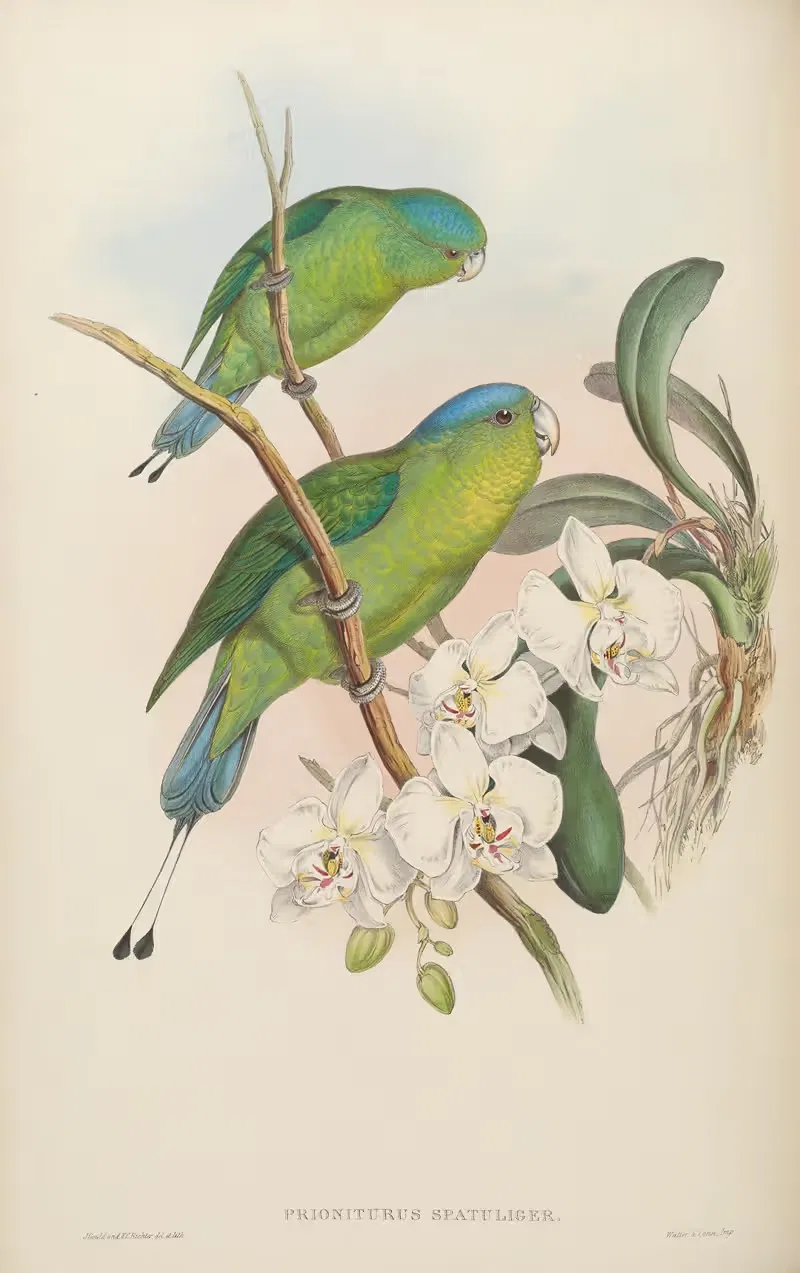 Philippine Racket-tailed Parrot (Prioniturus spatuliger) by John Gould, 1850-1883 — digital art print download