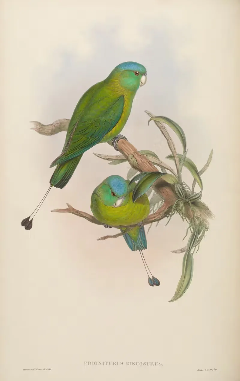 Little Racket-tailed Parrot (Prioniturus discurus) by John Gould, 1850-1883 — digital art print download