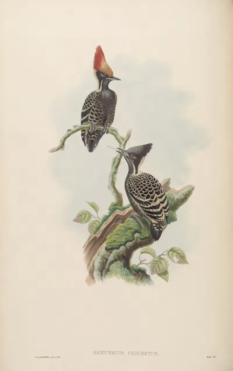 Javan Spotted Woodpecker (Hemicercus concretus) by John Gould, 1850-1883 — digital art print download