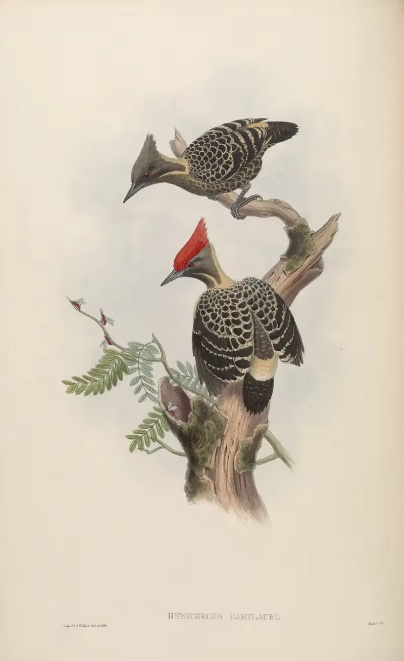 Hartlaub’s Spotted Woodpecker (Hemicercus Hartlaubi) — John Gould