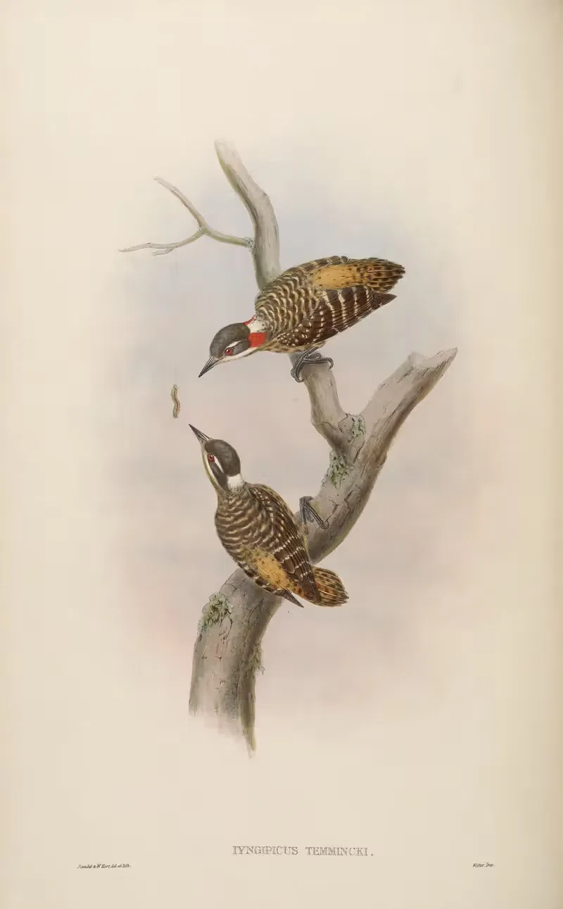 Temminck’s Pygmy Woodpecker (lyngipicus Temmincki) — John Gould