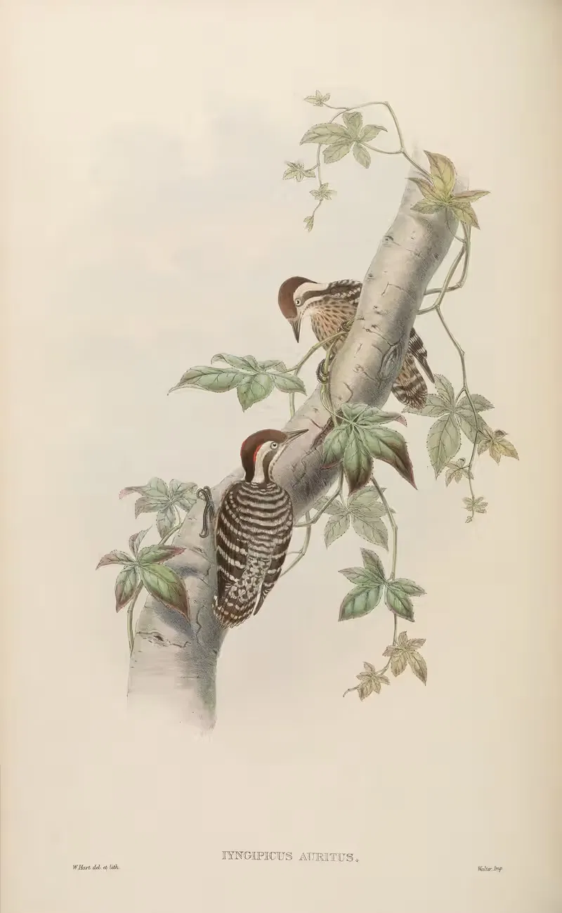 Malayan Pygmy Woodpecker (lyngipicus auritus) — John Gould