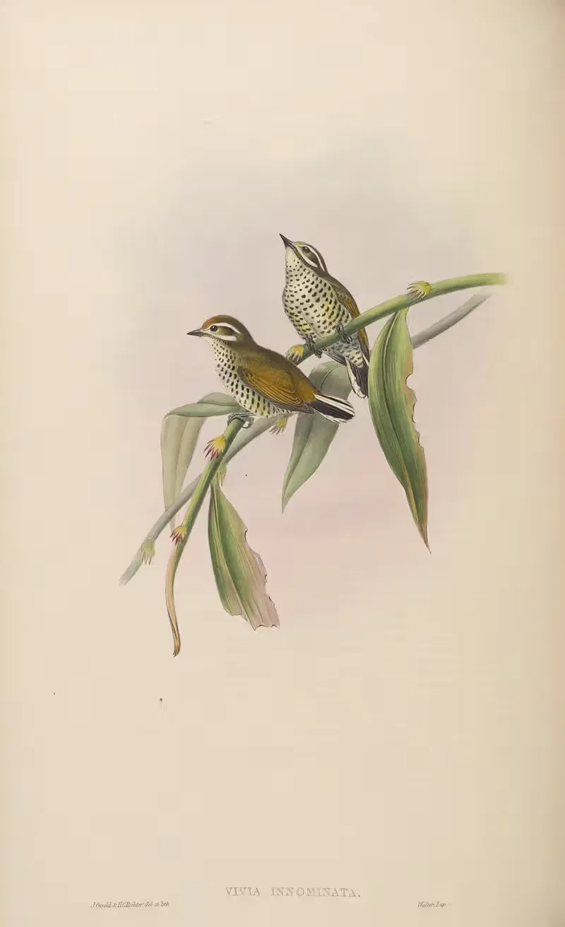 Speckled Piculet (Vivia innominata) by John Gould, 1850-1883 — digital art print download