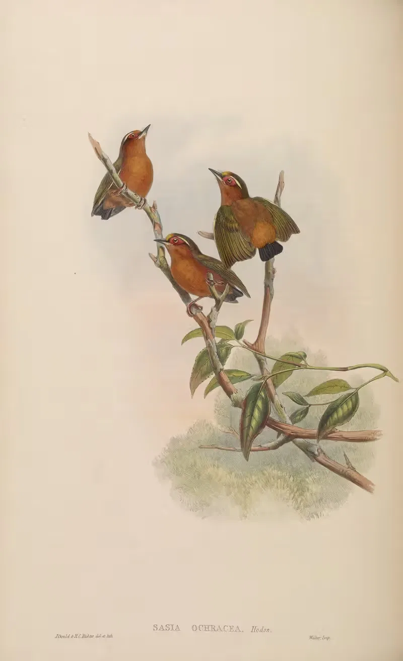 Rufous Piculet (Sasia ochracea) — John Gould
