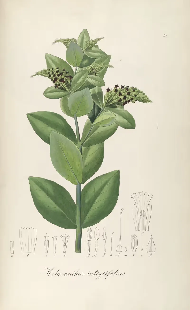 Melasanthus integrifolius by Johann Baptist Emanuel Pohl, 1827 — digital art print download