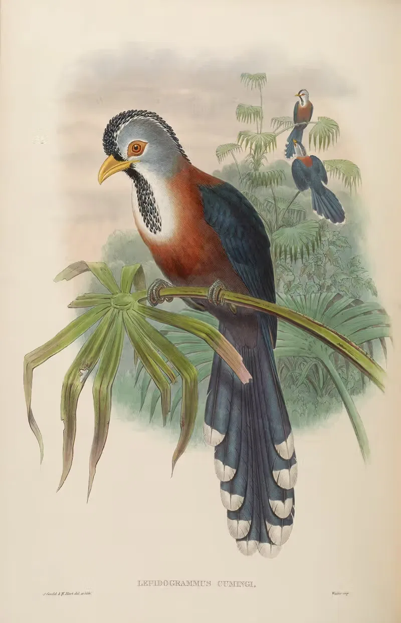 Curl-crested Cuckoo (Lepidogrammus Cumingi) by John Gould, 1850-1883 — digital art print download