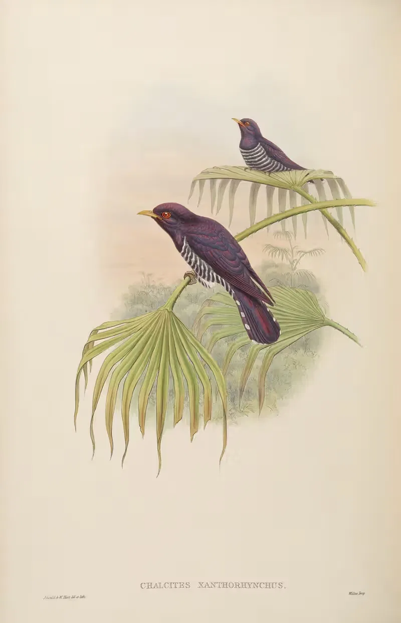Amethystine Cuckoo (Chalcites xanthorhynchus) by John Gould, 1850-1883 — digital art print download