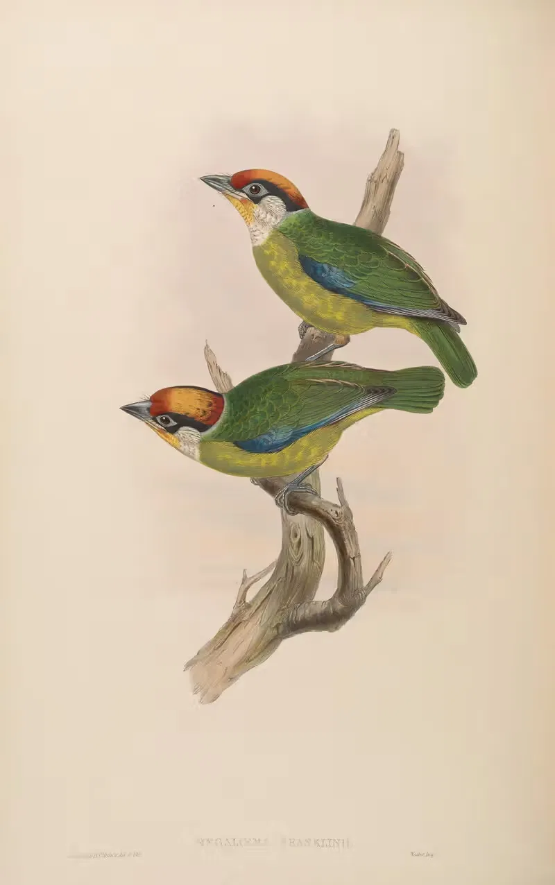 Franklin’s Barbet (Megalaema Franklinii) — John Gould