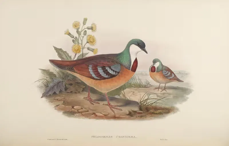 Maroon-breasted Pigeon (Phlogoenas crinigera) — John Gould