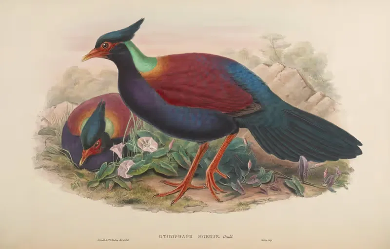 Otidiphaps (Otidiphaps nobilis) by John Gould, 1850-1883 — digital art print download