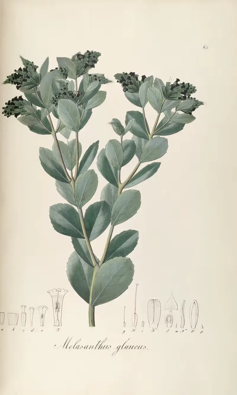 Melasanthus glaucus by Johann Baptist Emanuel Pohl, 1827 — digital art print download