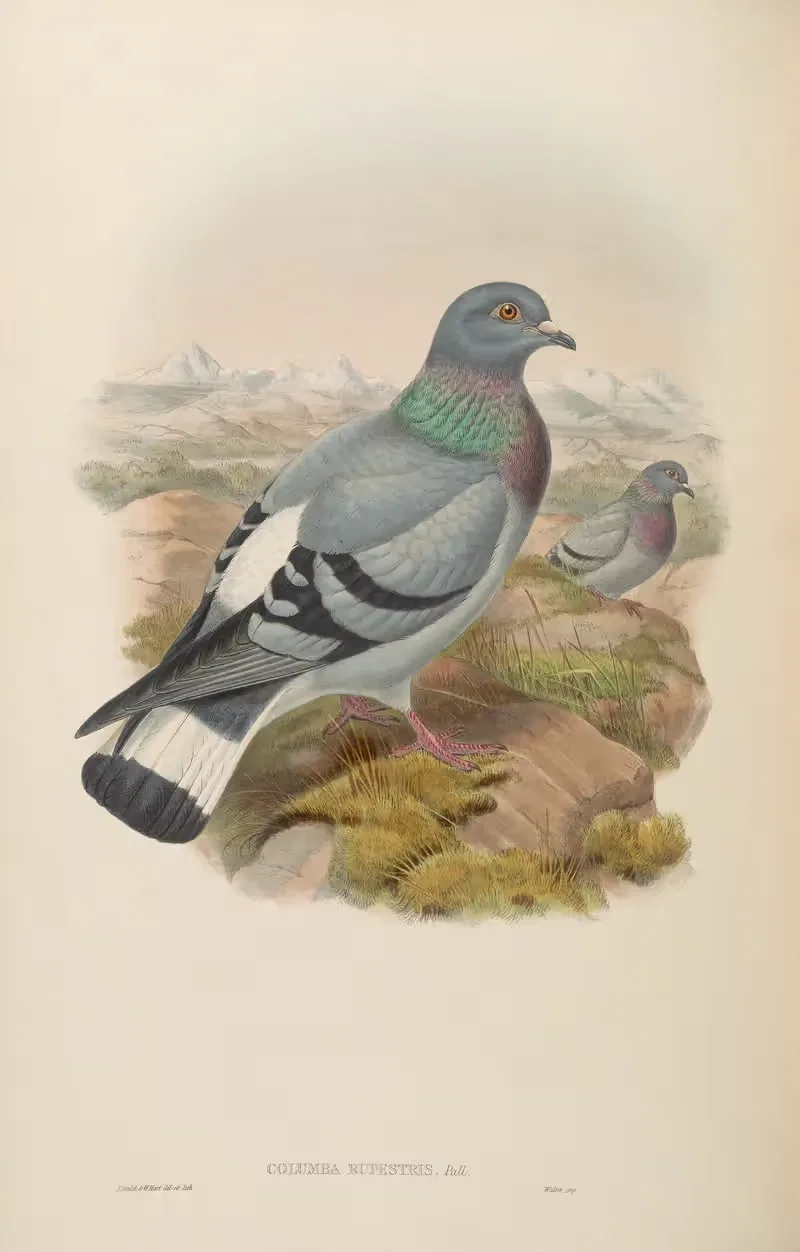 Mongolian Rock-Pigeon (Columba rupestris) — John Gould