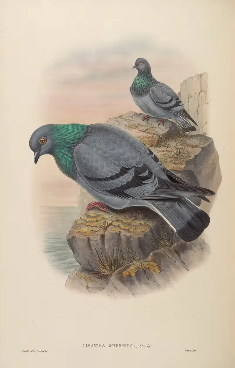 Indian Rock-Pigeon (Columba intermedia) — John Gould