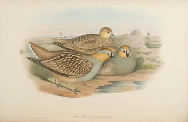 Coronetted Sand-Grouse (Pterocles coronatus) by John Gould, 1850-1883 — digital art print download