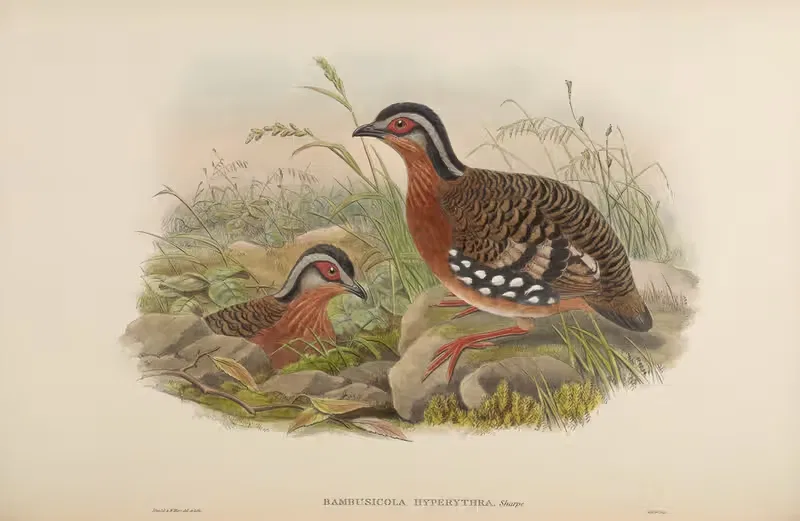 Rufous-breasted Bamboo-Partridge (Bambusicola hyperythra) by John Gould, 1850-1883 — digital art print download