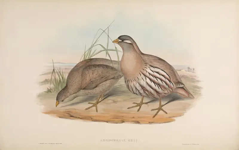 Hey’s Sand-Partridge (Ammoperdix Heyi) — John Gould