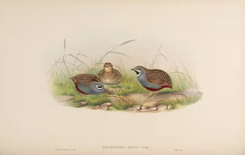 Minute Quail (Excalfactoria minima) — John Gould