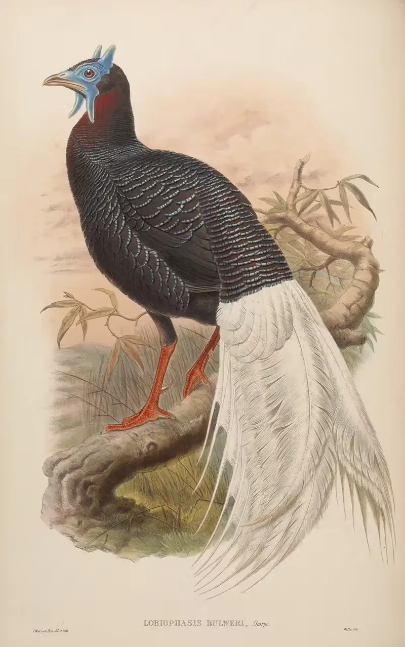 Bulwer’s Pheasant (Lobiophasis Bulweri) — John Gould