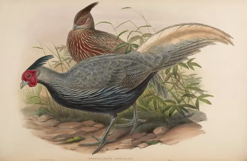 Lineated Pheasant (Euplocamus lineatus) by John Gould, 1850-1883 — digital art print download