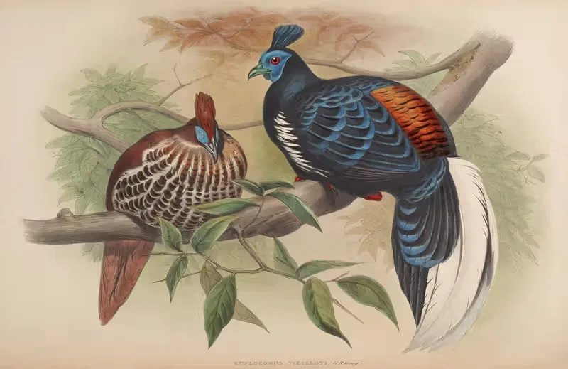 Vieillot’s Fireback (Euplocamus Vieilloti) — John Gould