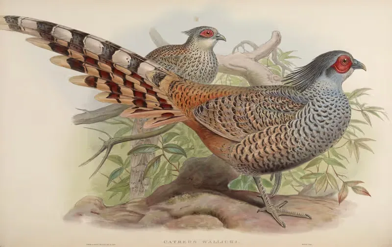 Cheer (Catreus Wallichii) by John Gould, 1850-1883 — digital art print download