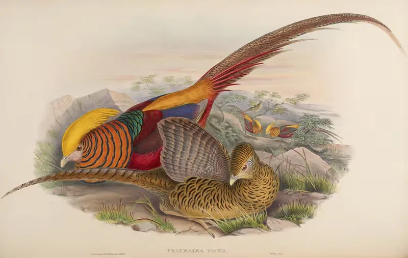 Golden Pheasant (Thaumalea picta) — John Gould