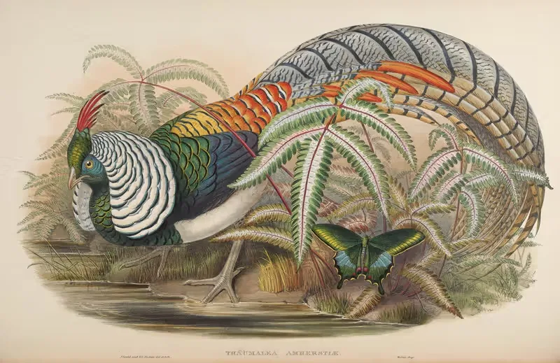 Lady Amherst’s Pheasant (Thaumalea Amherstiae) — John Gould