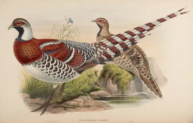 Elliot’s Pheasant (Calophasis Ellioti) by John Gould, 1850-1883 — digital art print download