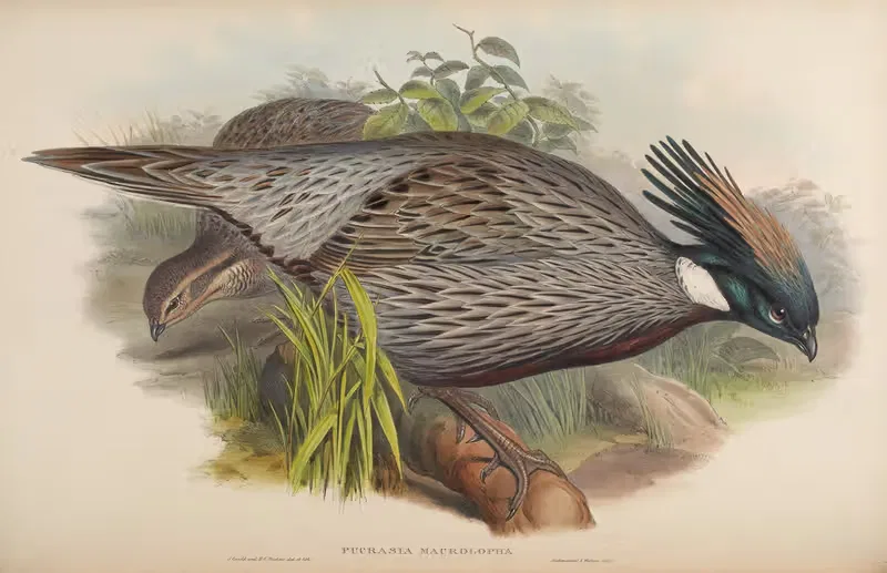 Himalayan Pucras Pheasant (Pucrasia macrolopha) by John Gould, 1850-1883 — digital art print download